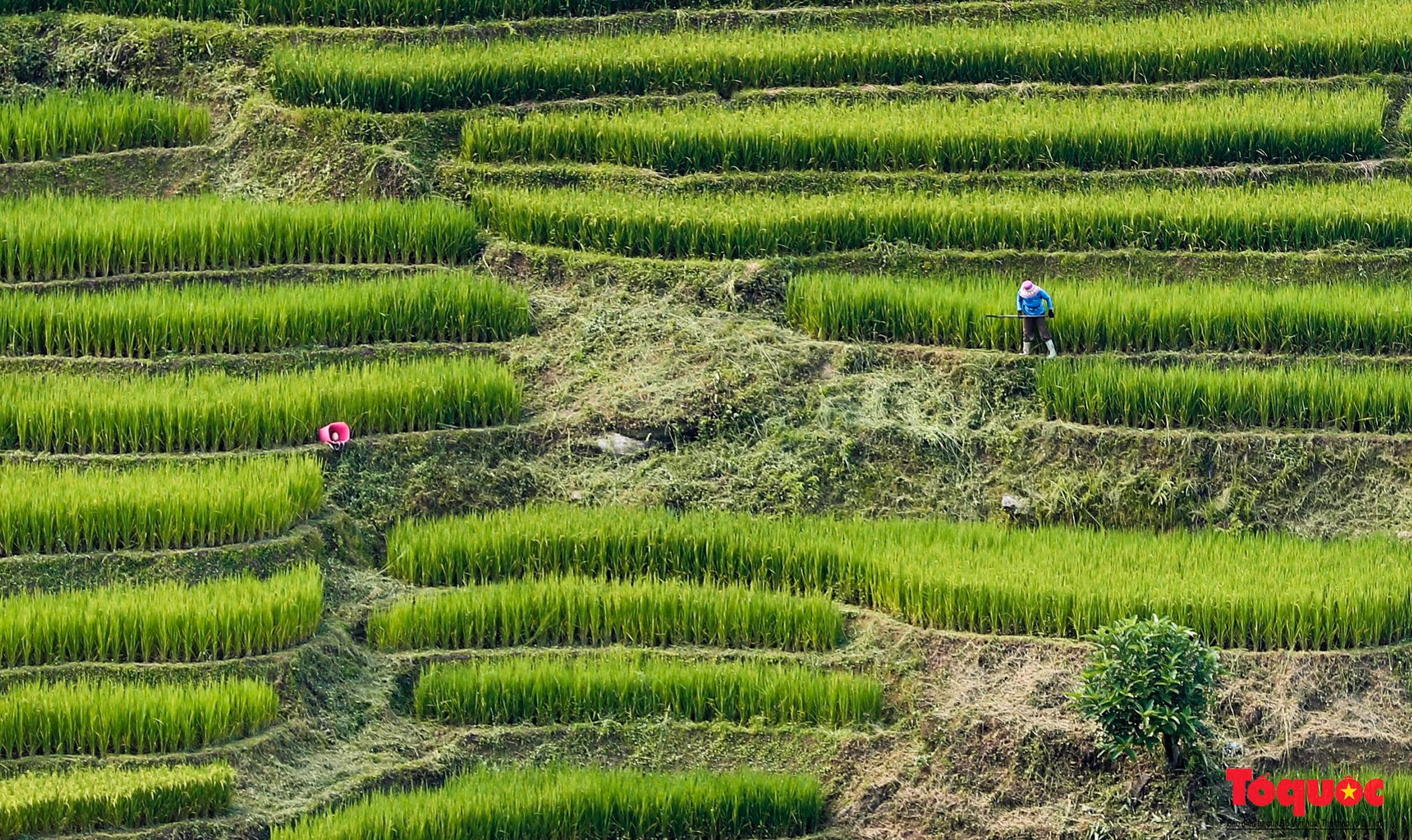 Anh Lý A Khoa (xã Hoàng Liên, thị xã Sa Pa) cho biết: “Ruộng bậc thang là một phần không thể thiếu trong cuộc sống của người dân nơi đây. Chỉ 2-3 tháng nữa, sắc xanh này sẽ được thay thế bằng màu vàng óng ả, báo hiệu mùa lúa chín đã bắt đầu".
