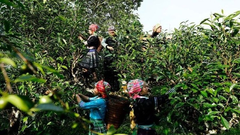 Những gốc chè cổ thụ hàng trăm năm tuổi có cây cao đến cả chục mét, bà con người Mông muốn có được những búp chè ngon, phải trèo lên cây để hái. Những gốc chè cổ thụ hàng trăm năm tuổi có cây cao đến cả chục mét, bà con người Mông muốn có được những búp chè ngon, phải trèo lên cây để hái.