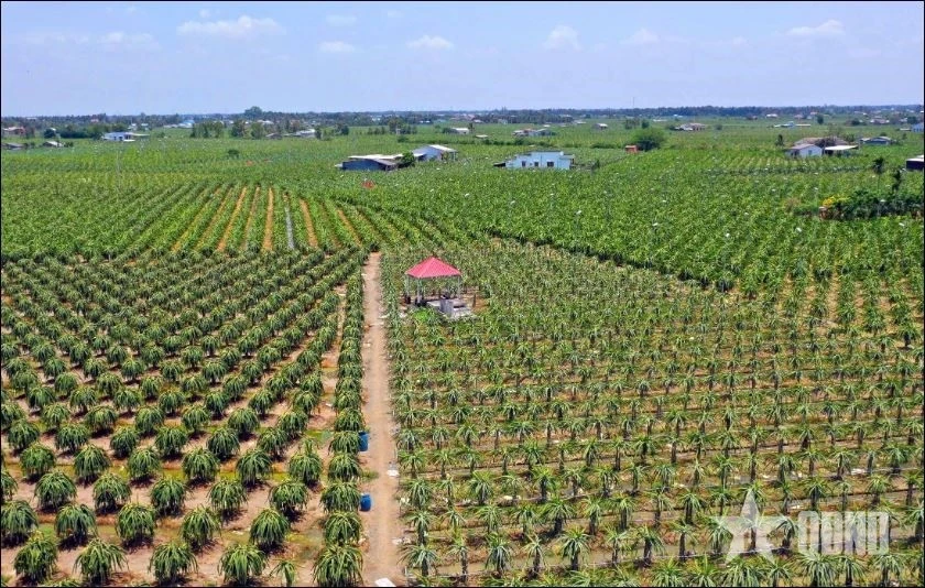 Thanh Long là quả chủ lực xuất khẩu của nhiều vùng ở Đồng bằng sông Cửu Long. Trong ảnh: Cánh đồng trồng Thanh Long tại tỉnh Tây Ninh.