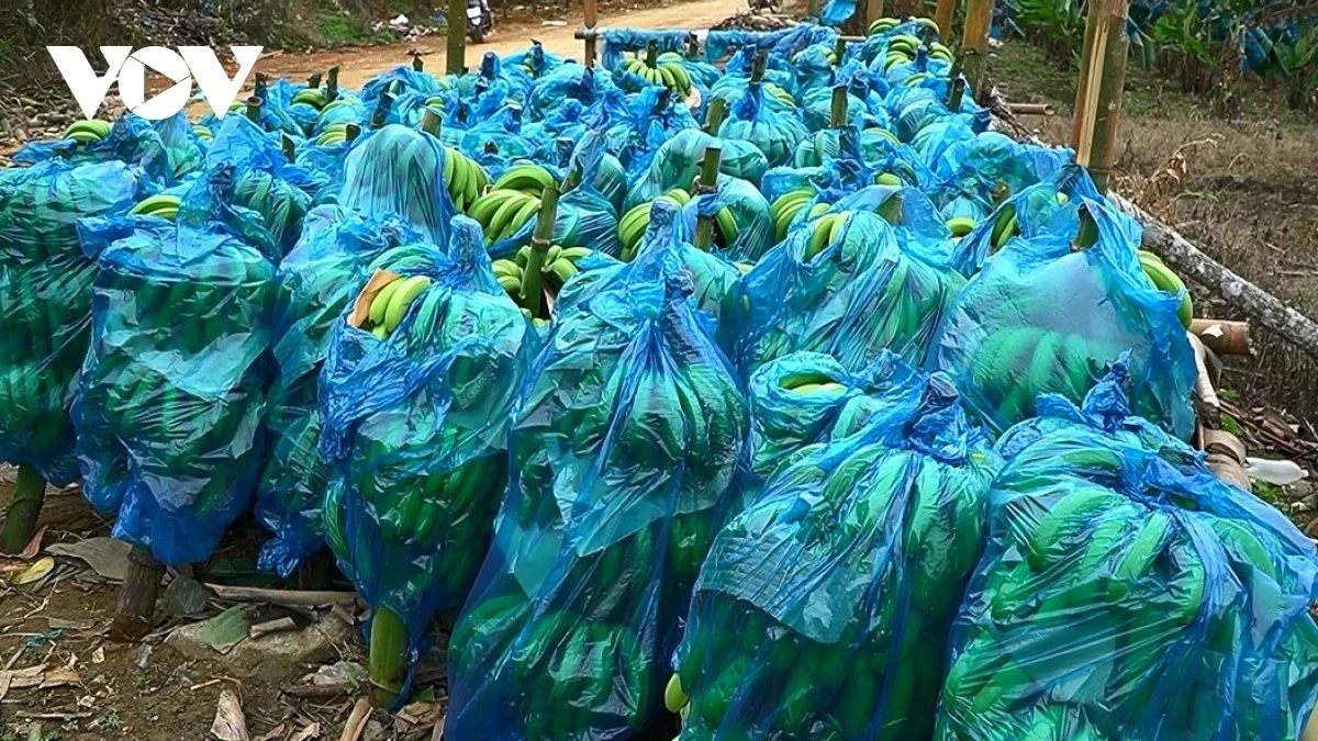 Sản phẩm chuối mang lại thu nhập ổn định cho bà con.