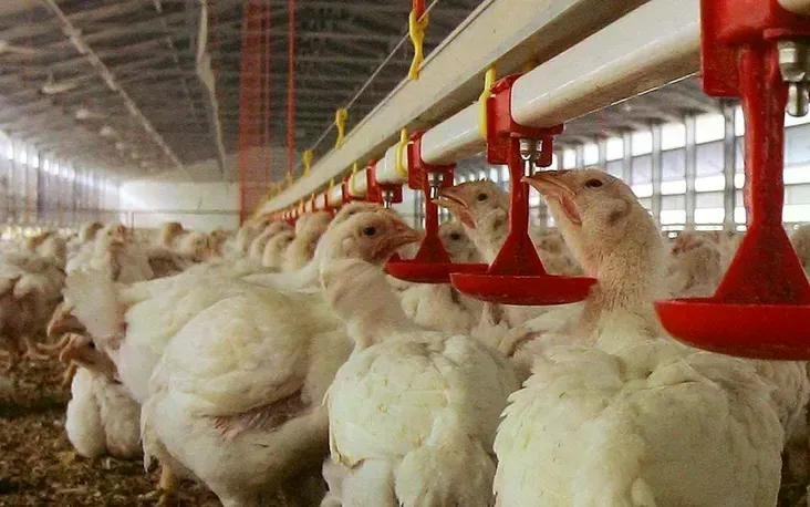 Brazil là quốc gia xuất khẩu thịt gà lớn nhất thế giới, đóng góp khoảng 14% tổng sản lượng toàn cầu. Brazil là quốc gia xuất khẩu thịt gà lớn nhất thế giới, đóng góp khoảng 14% tổng sản lượng toàn cầu.