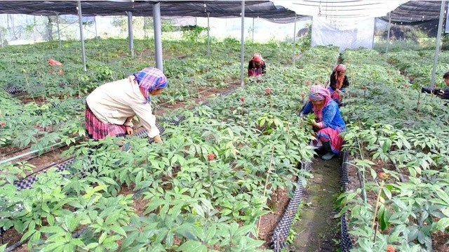 Một số doanh nghiệp, hợp tác xã đã chủ động đầu tư vào khâu sản xuất, xây dựng vùng nguyên liệu tập trung, từng bước đáp ứng nhu cầu trong nước và xuất khẩu.