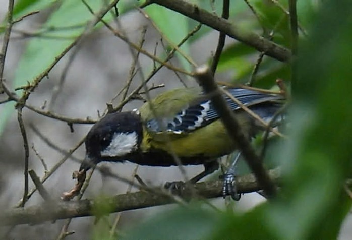 Parus monticolus tại Hung Trâu (VQG Phong Nha - Kẻ Bàng).