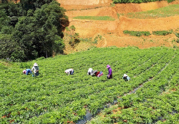 Từ nay đến năm 2030, Lào Cai phấn đấu duy trì và phát triển khoảng 5.000 ha dược liệu.