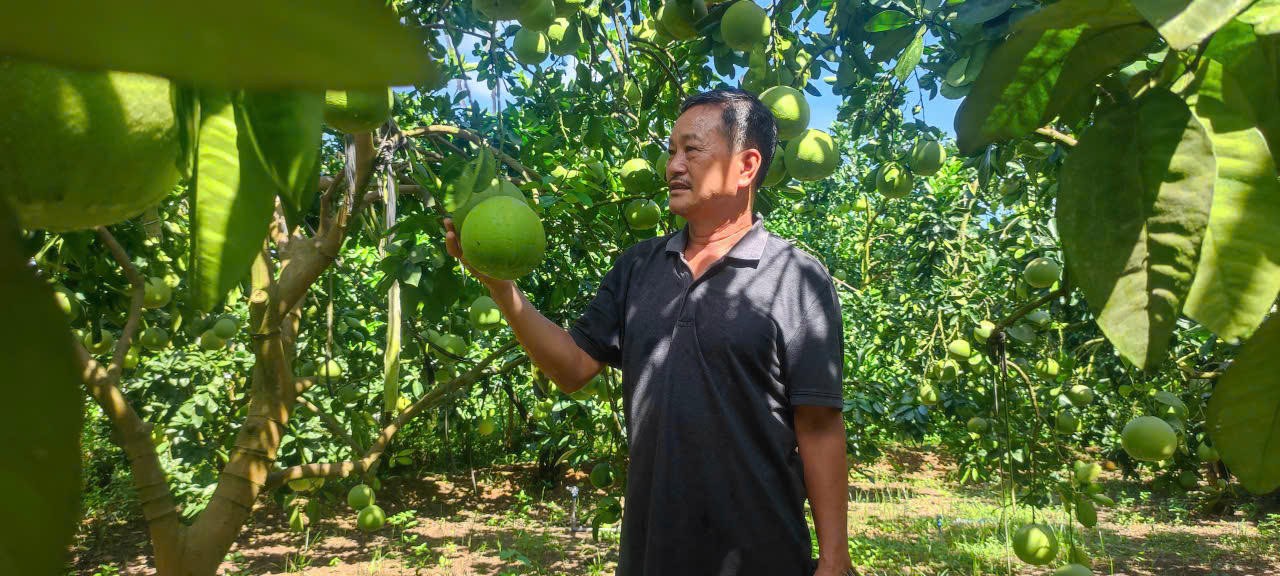 Tuan Bui Xuan Oanh di Yen Tri, Phu Tho keluar dari kemiskinan berkat menanam jeruk bali untuk ekspor. Ông Bùi Xuân Oanh ở Yên Trị, Phú Thọ thoát nghèo nhờ trồng bưởi xuất khẩu.
