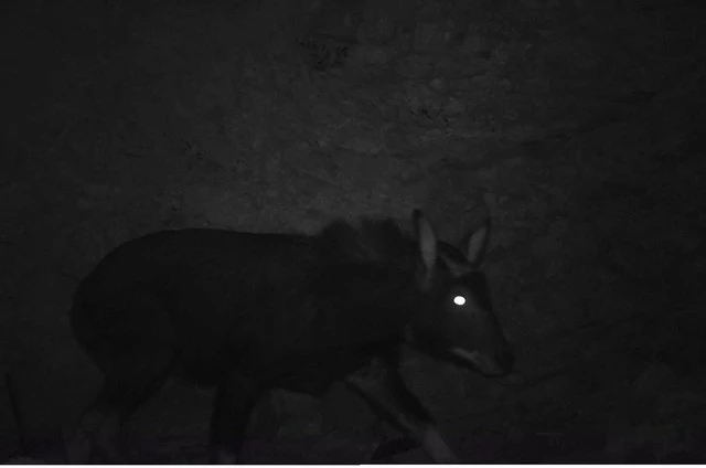 Sơn dương thuộc nhóm IB rất quý hiếm tại KBT thiên nhiên Pù Luông.