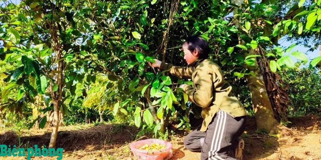 Cây chè trở thành cây phát triển kinh tế của nông dân các tỉnh miền núi phía Bắc.