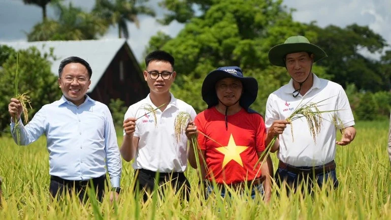 Ông Từ Lương (ngoài cùng bên trái) vui cùng các chuyên gia Việt Nam trên đồng lúa Cuba trĩu hạt.