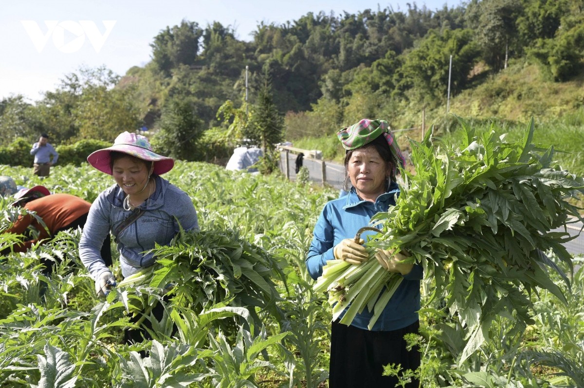A Sa Pa-i gazdák segítenek egymásnak articsóka betakarításában. nong-dan-sa-pa-giup-nhau-thu-hoach-actiso.jpg