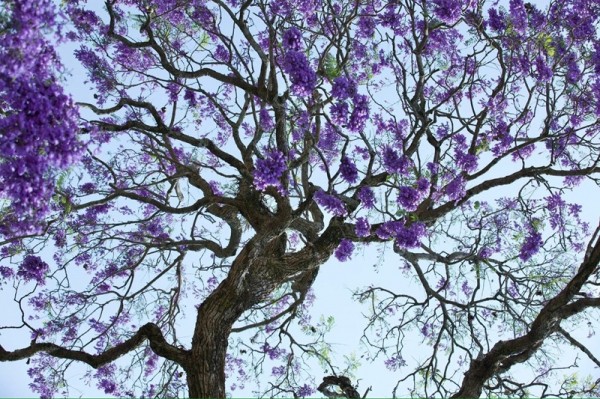 Cây phượng tím già nhất Đà Lạt hiện nay tọa lạc trên đường Nguyễn Thị Minh Khai, phường Xuân Hương - Đà Lạt.