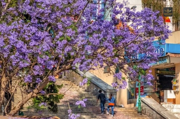 Phượng tím Đà Lạt thường nở từ đầu tháng 3, kéo dài tới tháng 5 hằng năm.