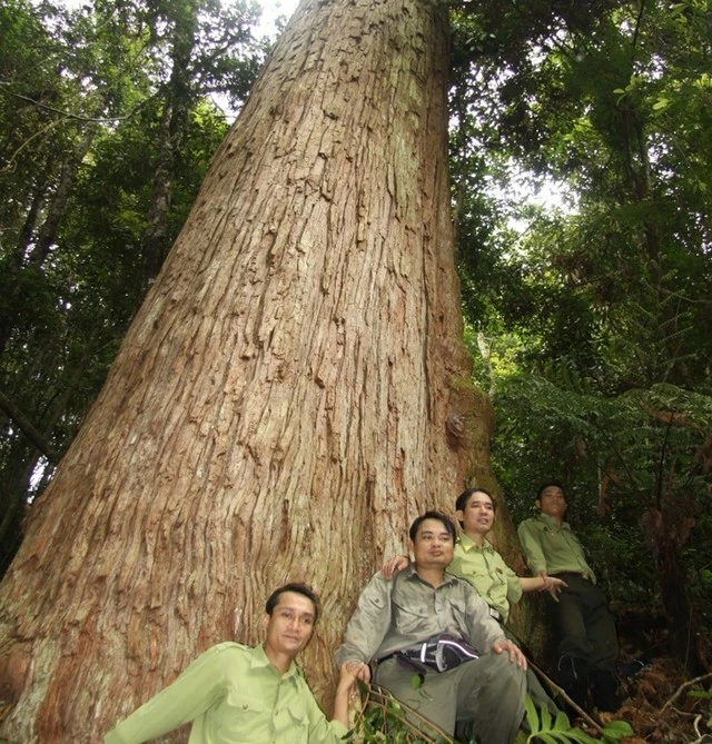 Cây samu hàng nghìn năm tuổi ở Khu BTTN Xuân Liên.