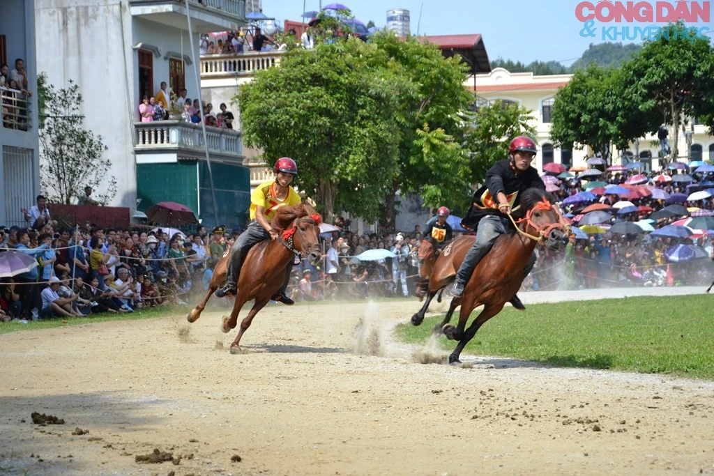 Giải đua ngựa truyền thống trên cao nguyên trắng Bắc Hà luôn hấp dẫn người xem bởi ngựa thồ, kỵ mã không yên cương.
