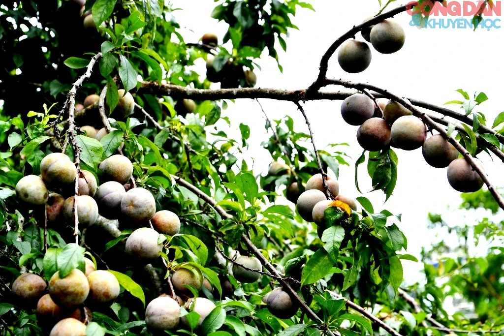 Mận Tam Hoa là đặc sản của cao nguyên trắng Bắc Hà đang vào mùa chín rộ.