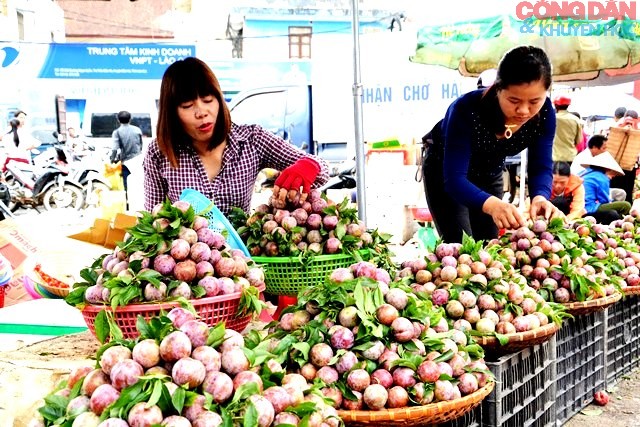Mận Tam Hoa Bắc Hà quả to, giòn ngọt, thơm đặc trưng được du khách ưa chuộng. Mận Tam Hoa Bắc Hà quả to, giòn ngọt, thơm đặc trưng được du khách ưa chuộng.