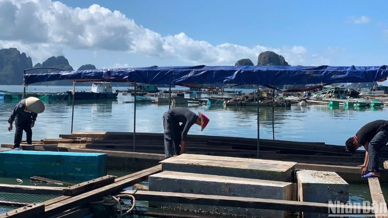 Người dân Quảng Ninh tích cực sửa chữa bè nổi khôi phục nuôi trồng thủy sản sau bão Yagi.