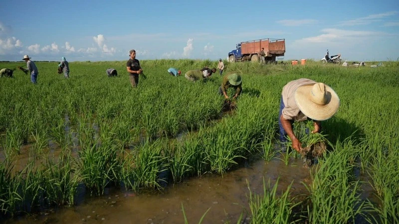 Phim tái hiện hành trình Việt Nam chuyển giao những giống lúa đặc biệt, trong đó có giống lúa CT16, sang Cuba.