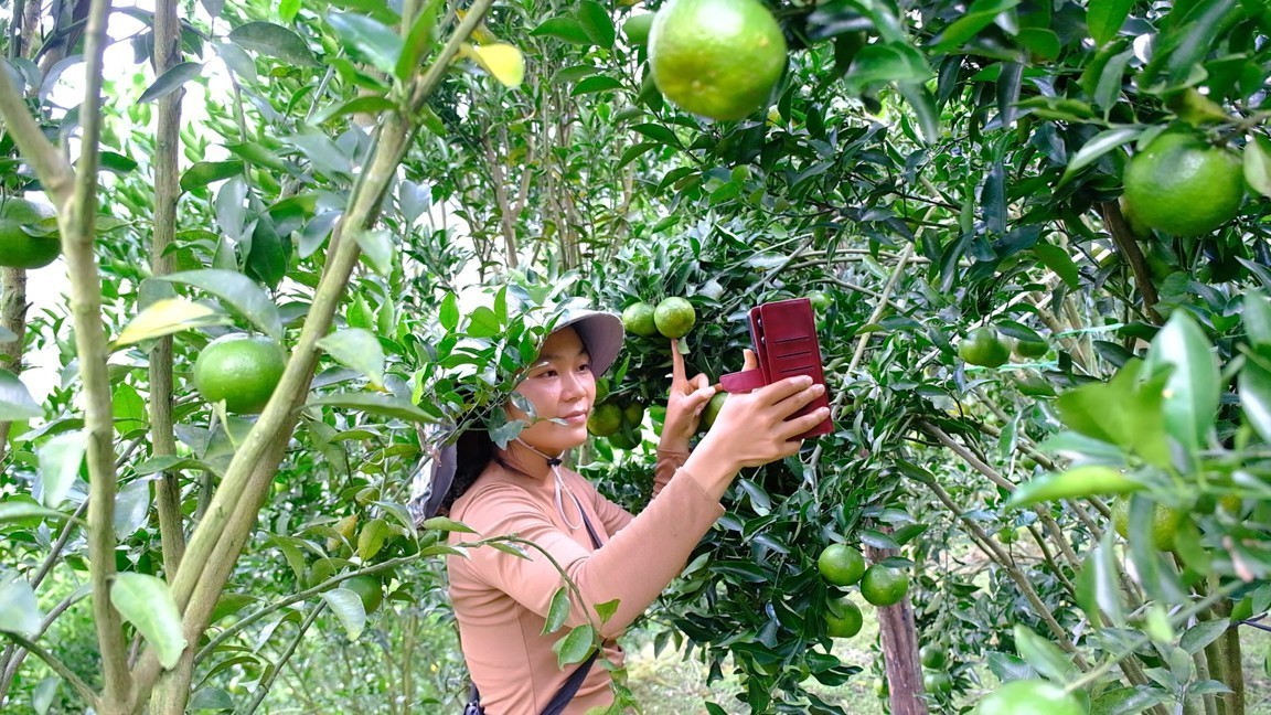 Chị Bích sử dụng mạng xã hội để livestream giới thiệu sản phẩm quýt của gia đình. 1-6326.jpg