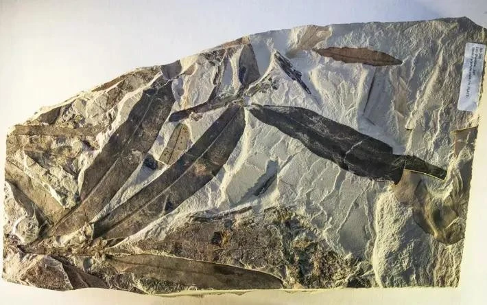 Hóa thạch Othniophyton elongatum.