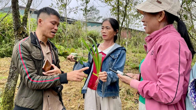 Các vùng trồng dược liệu chủ lực được hình thành trên khắp cả nước, góp phần khai thác hiệu quả tiềm năng.