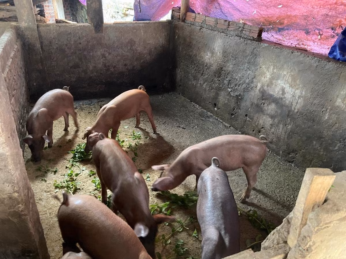 Người dân vùng núi tỉnh Lào Cai dùng bạt quây chuồng trại để tránh gió lùa, giữ ấm cho vật nuôi.