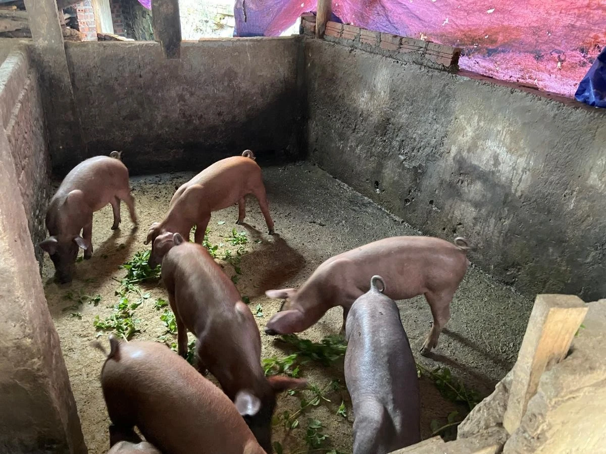 Người dân vùng núi tỉnh Lào Cai dùng bạt quây chuồng trại để tránh gió lùa, giữ ấm cho vật nuôi.