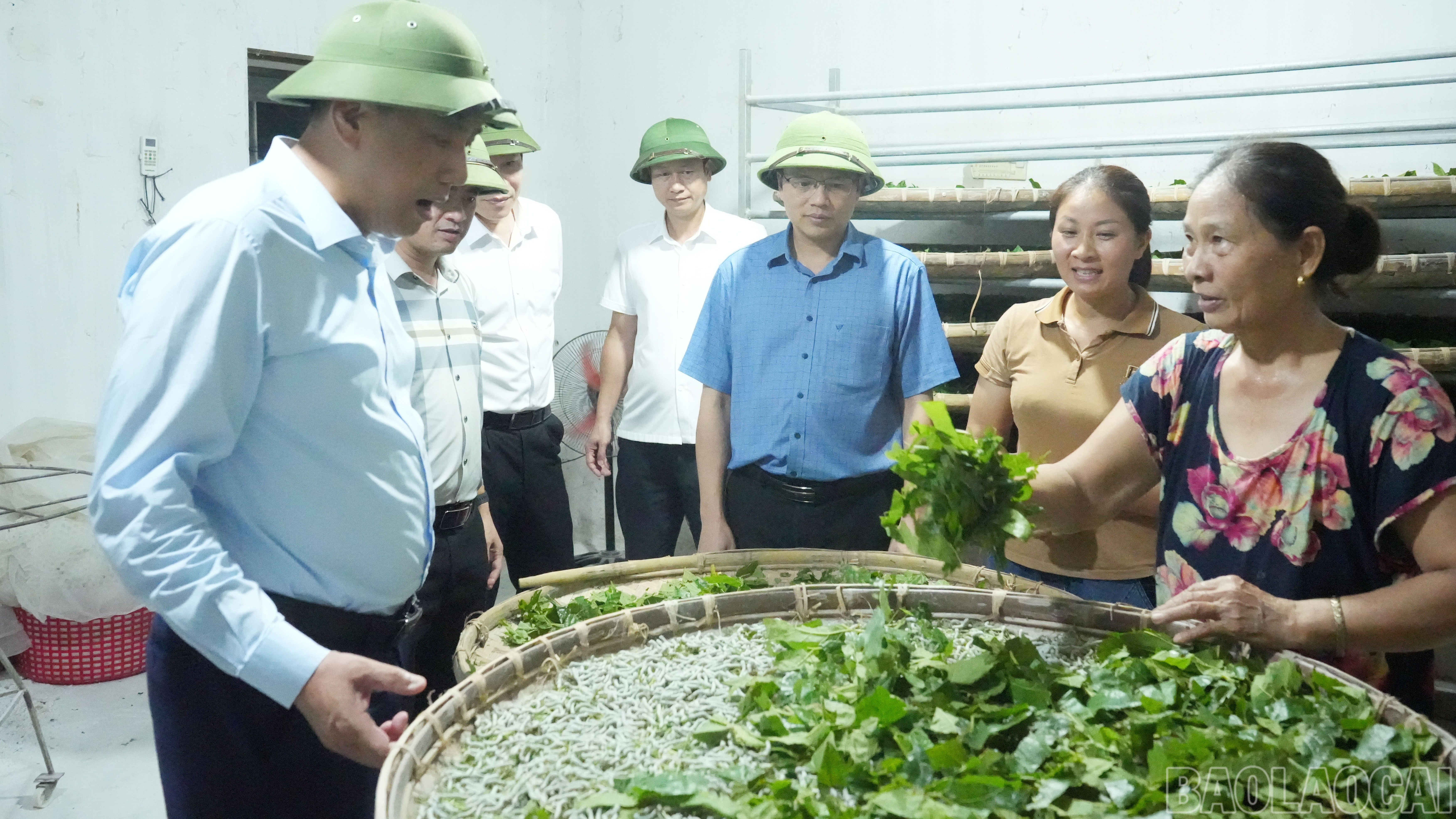 Thăm mô hình nuôi tằm con. baolaocai-br_tham-mo-hinh-nuoi-tam-con.jpg