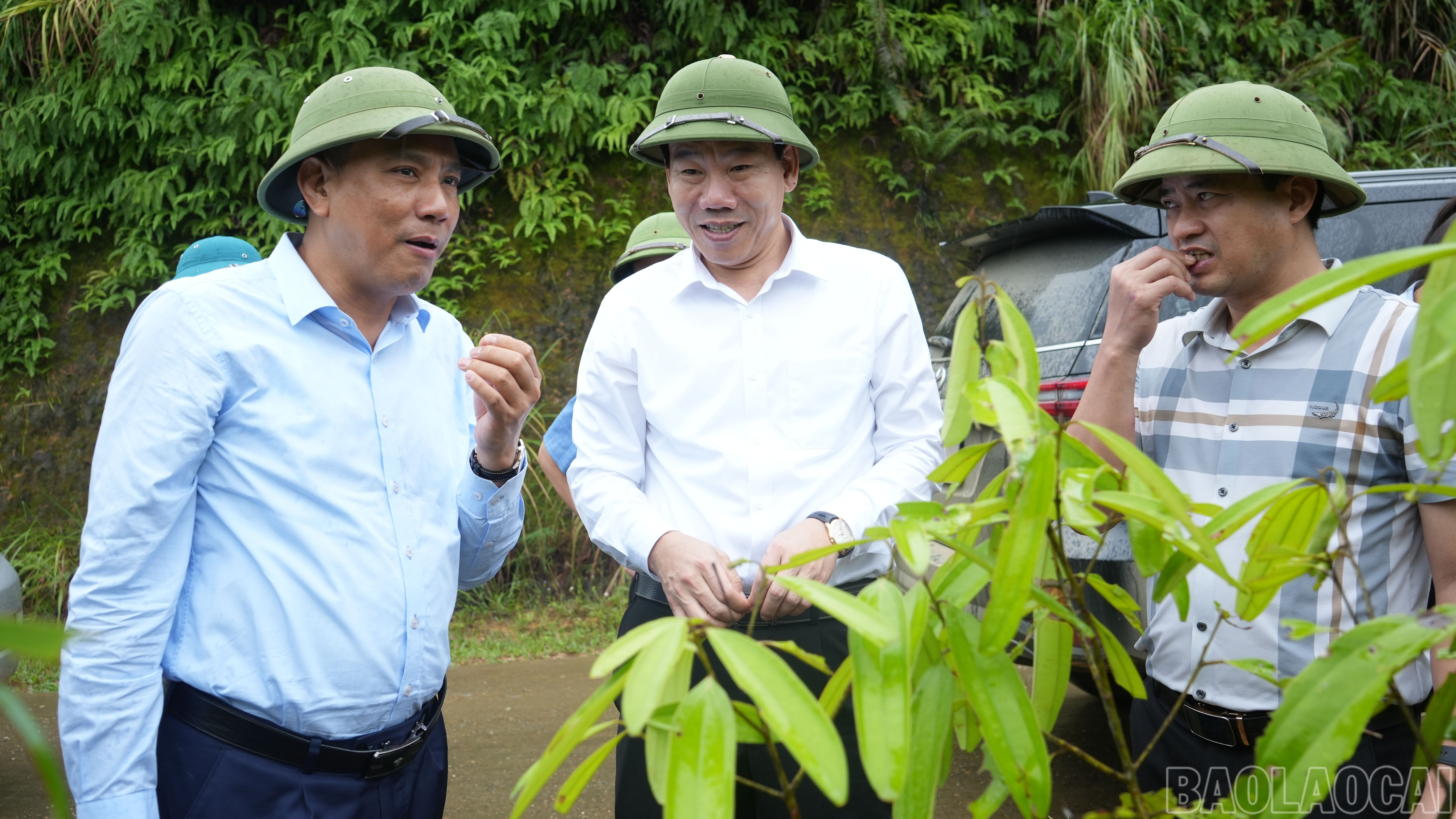 Đồng chí Phó Bí thư Thường trực Tỉnh ủy và Đoàn công tác thăm vùng sản xuất quế hữu cơ. baolaocai-br_tham-vung-san-xuat-que-huu-co.jpg