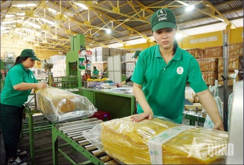 Hoạt động chế biến cao su tại nhà máy của Công ty TNHH MTV Tổng công ty Cao su Đồng Nai.