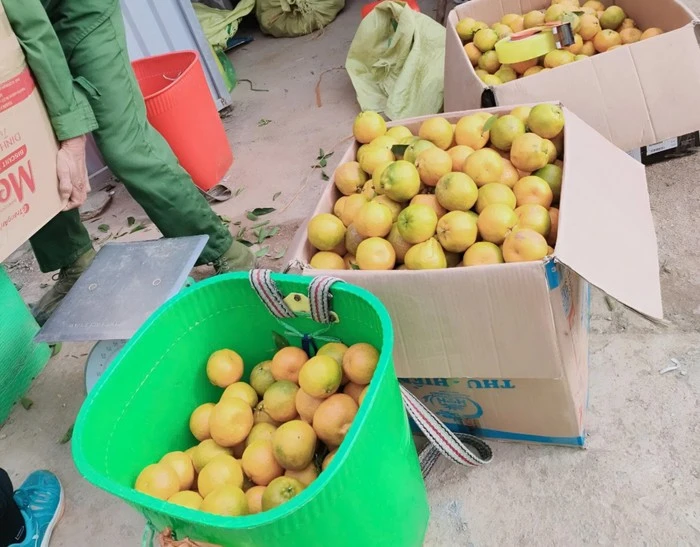 Hiện quýt chủ yếu được tiêu thụ thông qua hình thức bán buôn và phân phối đến các tỉnh miền Bắc.