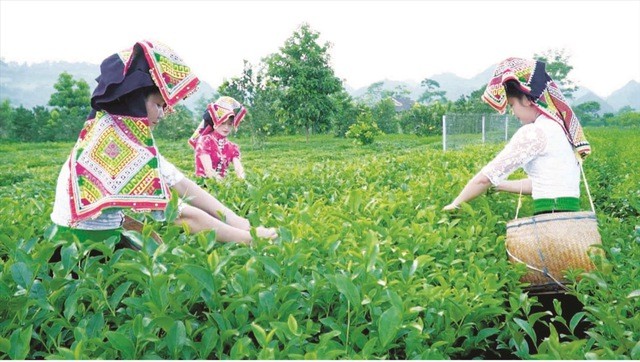 Nguồn vốn Dự án 3 thuộc Chương trình MTQG 1719 đang trợ lực kịp thời để Sơn La tạo đột phá phát triển sản xuất theo chuỗi giá trị trong lĩnh vực nông, lâm nghiệp. Nguồn vốn Dự án 3 thuộc Chương trình MTQG 1719 đang trợ lực kịp thời để Sơn La tạo đột phá phát triển sản xuất theo chuỗi giá trị trong lĩnh vực nông, lâm nghiệp.