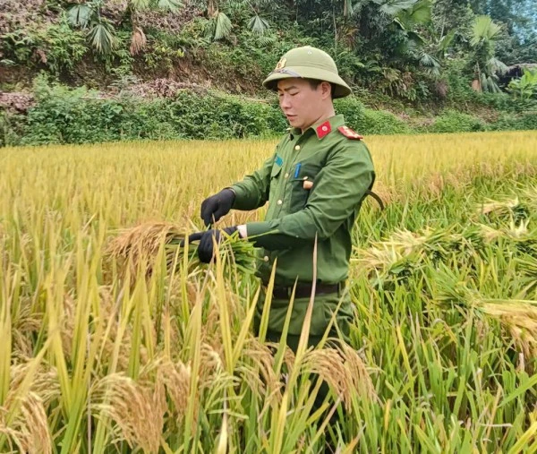 Nhiều cán bộ, chiến sĩ chưa bao giờ làm công việc của nhà nông mà nay đã thoăn thoắt gặt lúa giúp dân.