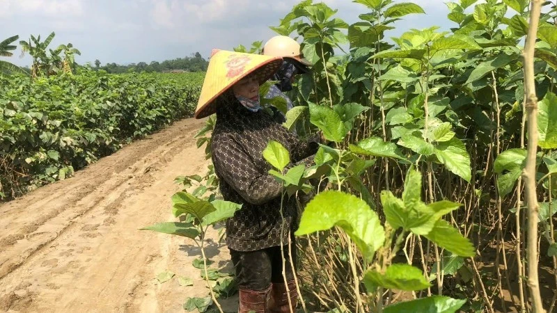 Nông dân xã Quy Mông, tỉnh Lào Cai khôi phục lại diện tích trồng dâu sau ngập úng.