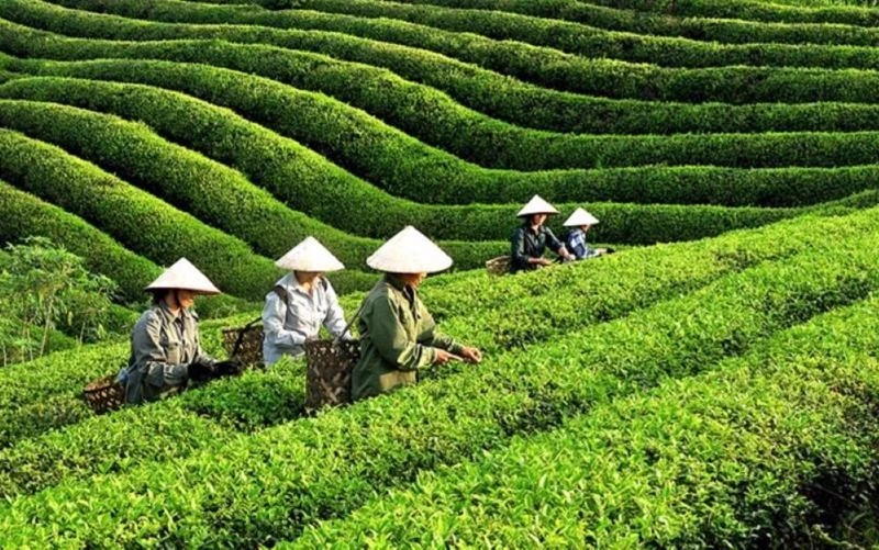 Sản xuất chè hữu cơ để nâng cao giá trị xuất khẩu.