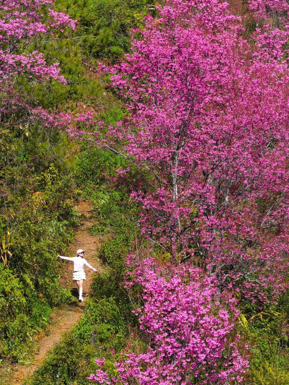 Nhằm tổ chức các hoạt động mừng Đảng, mừng Xuân năm 2026 và hướng tới chào mừng Đại hội đại biểu toàn quốc lần thứ XIV của Đảng, UBND xã Mù Cang Chải đã xây dựng kế hoạch tổ chức Festival Khèn Mông, Lễ hội Hoa Tớ Dày cùng chuỗi hoạt động chào Xuân năm 2026, dự kiến diễn ra từ ngày 31/12 đến hết tháng 1 năm sau, với nhiều chương trình phong phú, đặc sắc. Các hoạt động nhằm tuyên truyền, lan tỏa những giá trị văn hóa truyền thống; tăng cường liên kết, phát triển du lịch theo hướng bền vững, đồng thời góp phần gìn giữ, phát huy bản sắc văn hóa của đồng bào dân tộc Mông trên địa bàn.