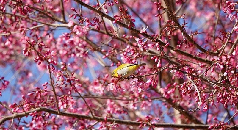 Hoa tớ dày, hay còn gọi là “pằng tớ dày” trong tiếng Mông, nghĩa là hoa đào rừng. Loài hoa này được xem là một trong những biểu tượng mùa đông của Mù Cang Chải và Púng Luông, gắn liền với cảnh sắc và nhịp sống của vùng cao mỗi độ cuối năm và dịp xuân về.