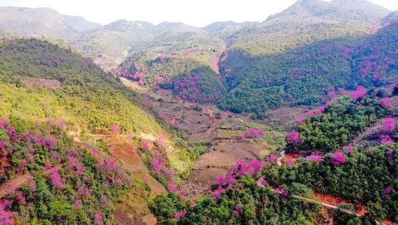 Tại các triền đồi ở bản Mí Háng (xã Mù Cang Chải), bản Trống Tông (xã Púng Luông) và dọc một số tuyến đường trung tâm xã Mù Cang Chải, hoa tớ dày bung nở sắc hồng, đan xen với màu xanh của núi rừng và màu nâu của đất. Những thảm hoa trải dài, phủ kín các cung đường đèo, tạo nên bức tranh vùng cao nhiều lớp màu sắc, vừa mộc mạc, vừa rực rỡ.