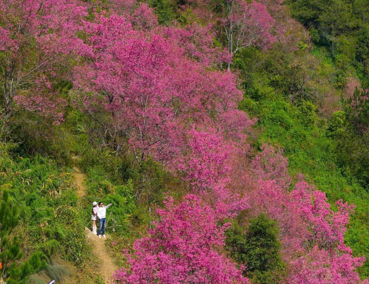 Hoa tớ dày bắt đầu nở từ giữa tháng 12 năm nay đến tháng 2 năm sau, báo hiệu mùa xuân về và tết của người Mông.
