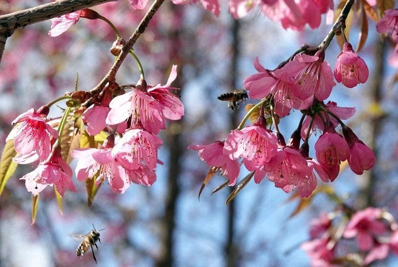 Hoa tớ dày có năm cánh, dáng thon và dài, khác với hoa đào thường. Càng vào những ngày rét sâu, sắc hồng của hoa càng đậm và rõ nét. Khoảng thời gian hoa đẹp nhất chỉ kéo dài chừng 10 ngày kể từ khi bắt đầu nở; sau đó, hoa dần tàn, nhường chỗ cho những mầm lộc non và lá mới trên cành.