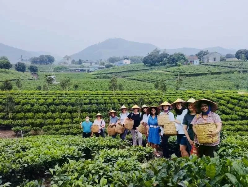 Sản phẩm du lịch văn hóa trà hấp dẫn du khách tham quan.