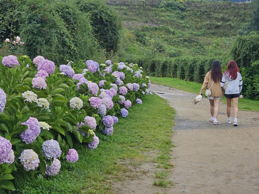 Hoa khoe sắc vào mùa thu ở Sa Pa. Hoa khoe sắc vào mùa thu ở Sa Pa.