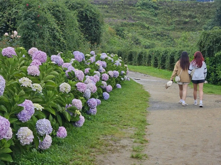Hoa khoe sắc vào mùa thu ở Sa Pa.