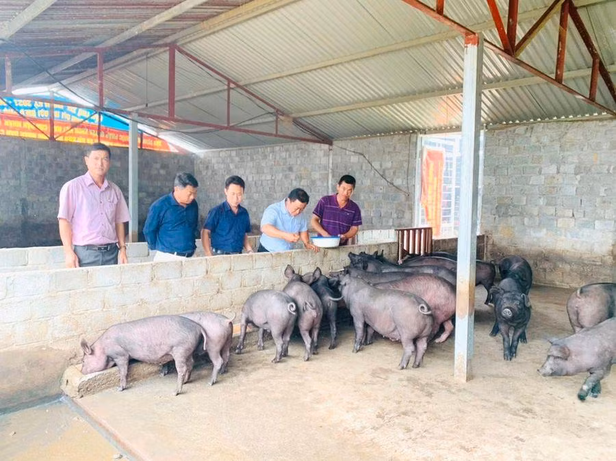 Huyện Mường Khương chú trọng nhân rộng mô hình chăn nuôi tạo thu nhập bền vững.