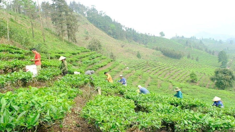 Mường Khương tập trung phát triển cây chủ lực trong công tác giảm nghèo.