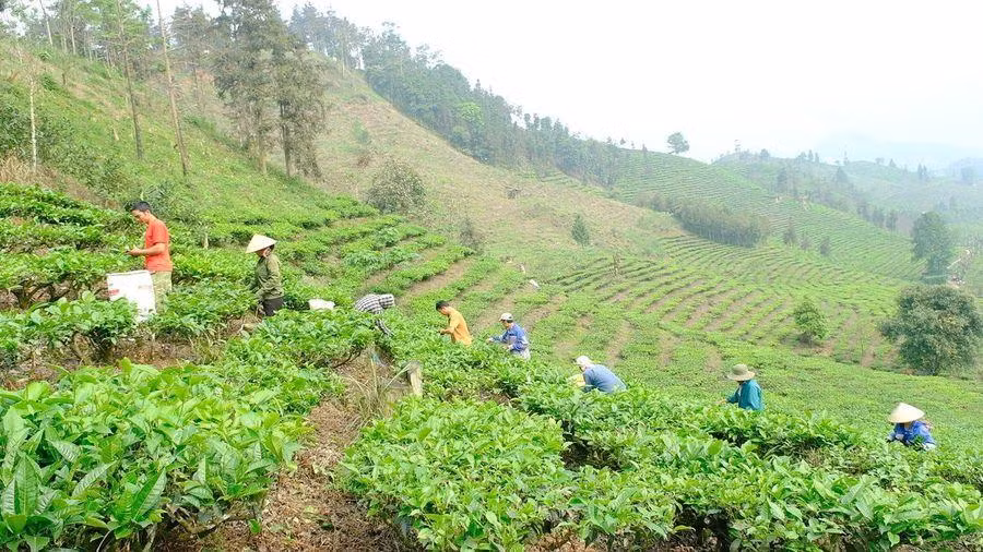 Mường Khương tập trung phát triển cây chủ lực trong công tác giảm nghèo.