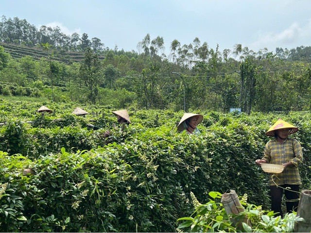 Vùng trồng sâm nam núi Dành của HTX Sâm núi Dành Đức Hạnh ở xã Liên Chung, tỉnh Bắc Giang. Vùng trồng sâm nam núi Dành của HTX Sâm núi Dành Đức Hạnh ở xã Liên Chung, tỉnh Bắc Giang.