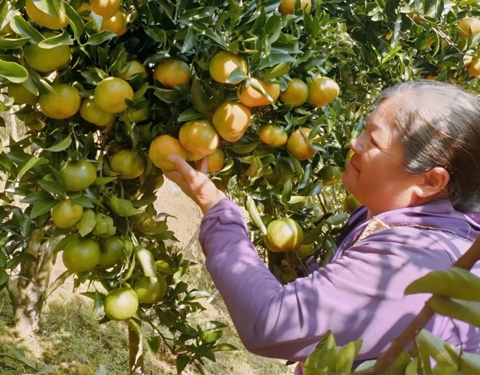 Gia đình bà Hoàng Thị Bình (xã Mường Khương, tỉnh Lào Cai) đã có nhiều năm kinh nghiệm trồng quýt và cho hiệu quả kinh tế ổn định.