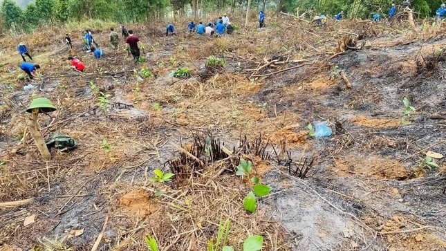 Thanh niên Bát Xát ra quân trồng cây phủ xanh lại những tán rừng.