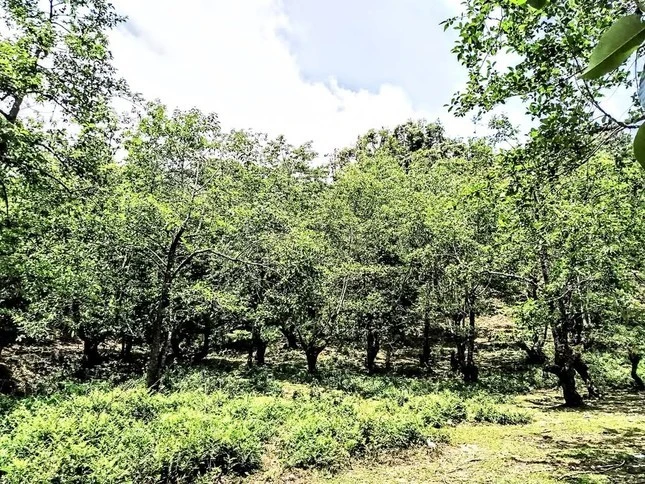 Rừng cây ở Phìn Hồ, xã Y Tý, huyện Bát Xát.