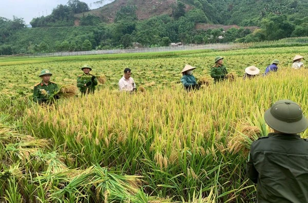 Niềm vui một vụ mùa bội thu được nhân lên khi cán bộ, chiến sĩ xuống đồng giúp dân.